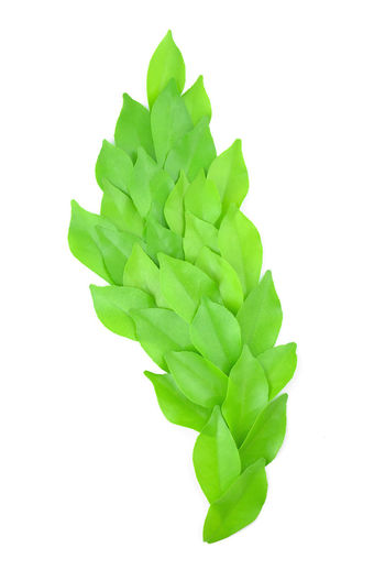 Close-up of green leaves against white background