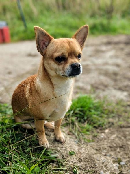 Adorable Pug Chihuahua German Shepherd Mix