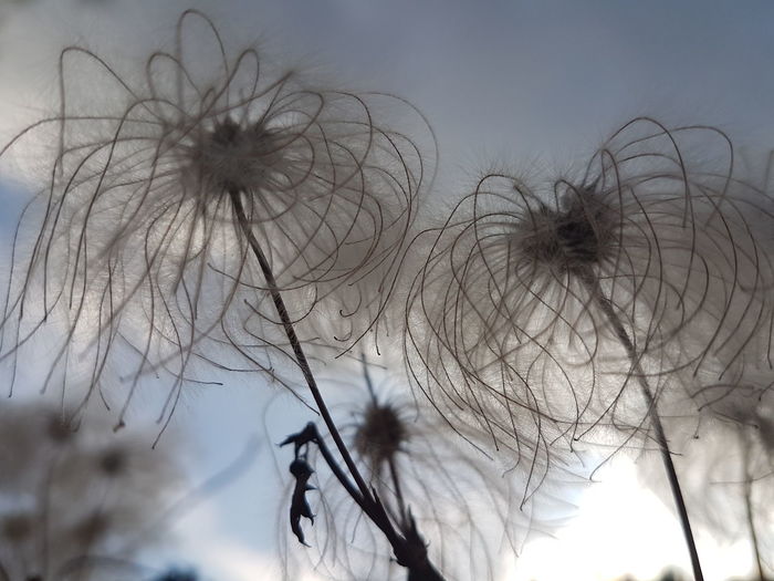 Close-up of wilted plant against sky
