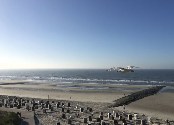 Seagulls flying over beach against clear sky