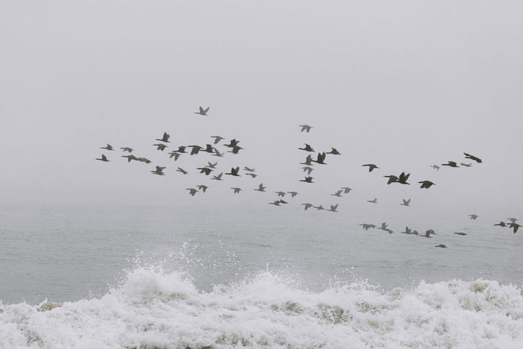 Low angle view of birds flying over sea against clear sky