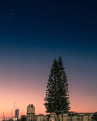 Low angle view of tree against sky at night