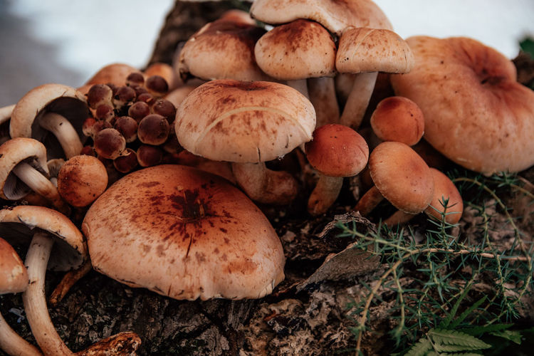 Close-up photo of cluster of mushrooms growing on tree stump.