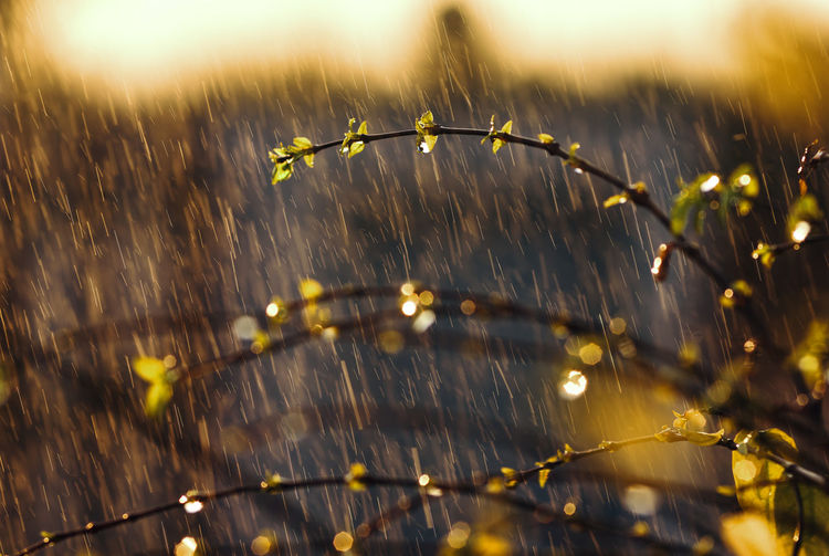 Raindrops on plants during rainy season