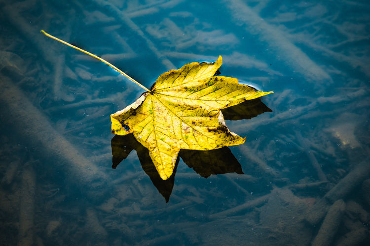 Close-up of yellow maple leaf in water