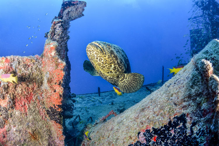 Fish swimming in sea