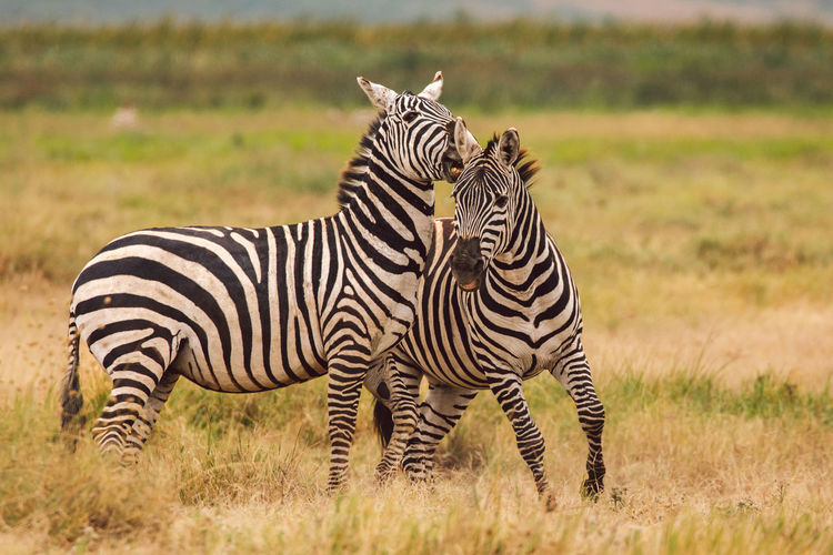 Zebra standing on field
