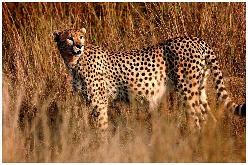 Side view of cheetah looking away