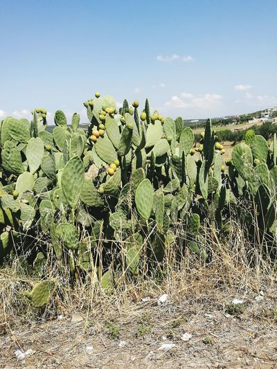 Prickly pear cactuses growing on field against sky