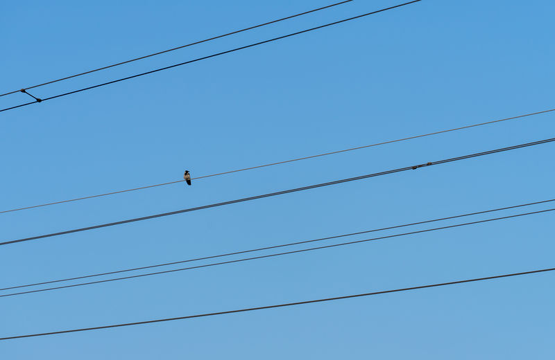 Low angle view of birds on cable