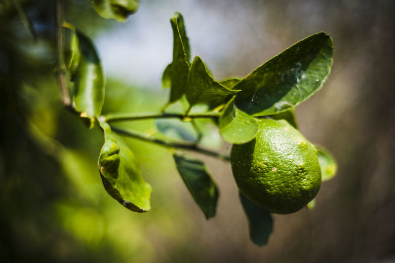 Close-up of lemon on tree