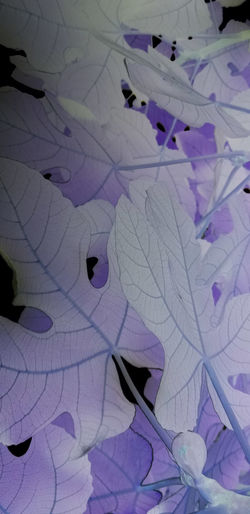 High angle view of purple flowers