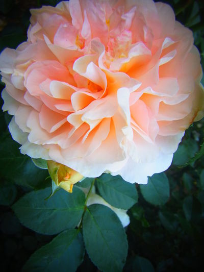 Close-up of orange rose