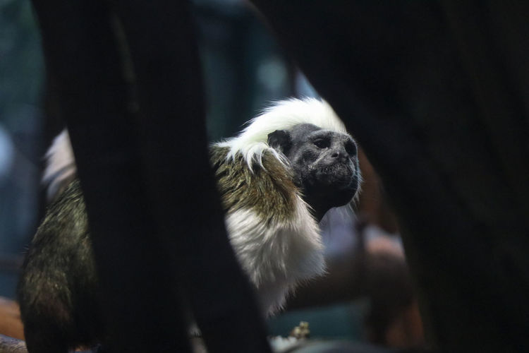 50 Primate Pictures Hd Download Authentic Images On Eyeem