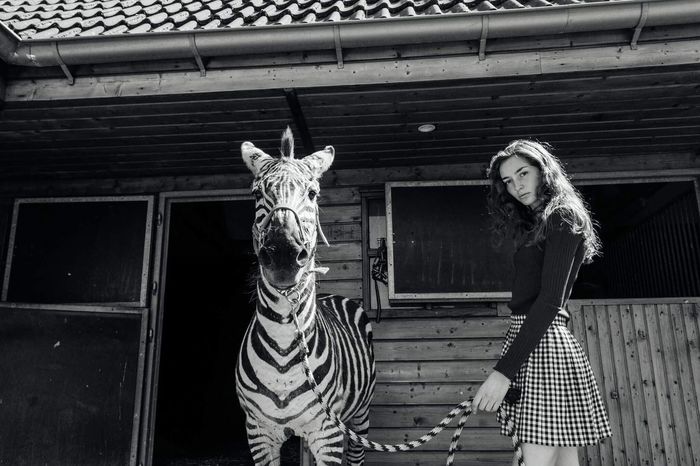 Portrait of young woman standing by zebra
