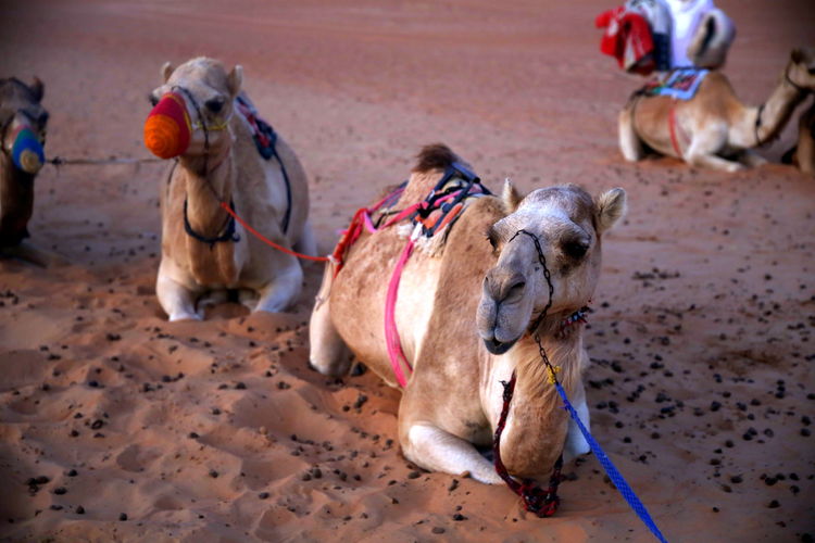 The resting camels at evening, in the omani desert, wahiba sands / sharqiya sands, oman