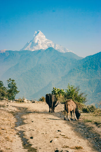 Cattle standing against mountain and clear sky