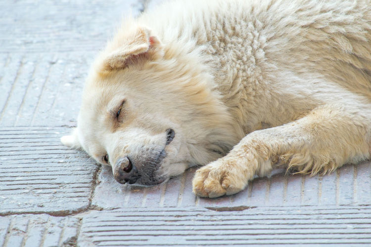 White dog lying on paving street