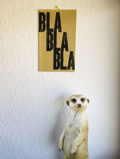 Portrait of a dog sitting on wall