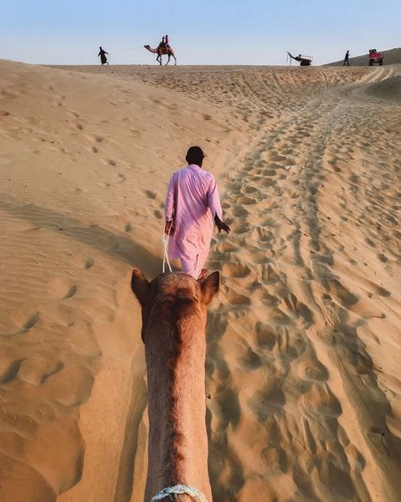 Rear view of men on sand at a desert leading a camel 