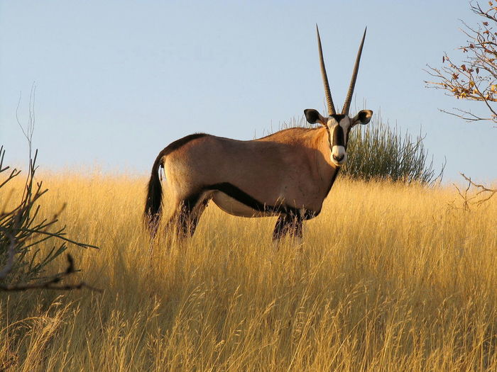 Portrait of oryx standing on grassy field against clear sky