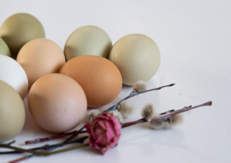 egg