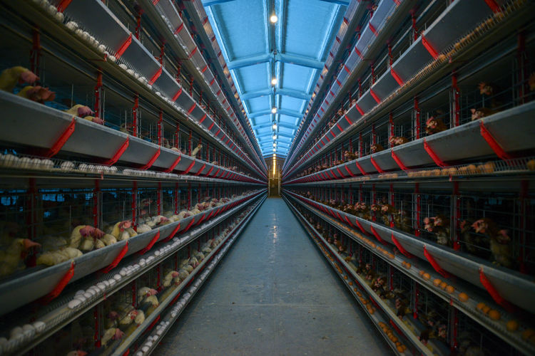 Illuminated eggs factory