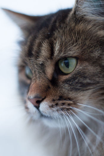 pet
