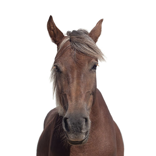 Close-up of a horse against white background