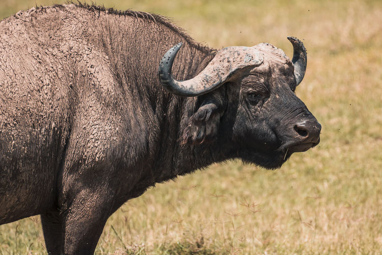 African buffalo standing on field