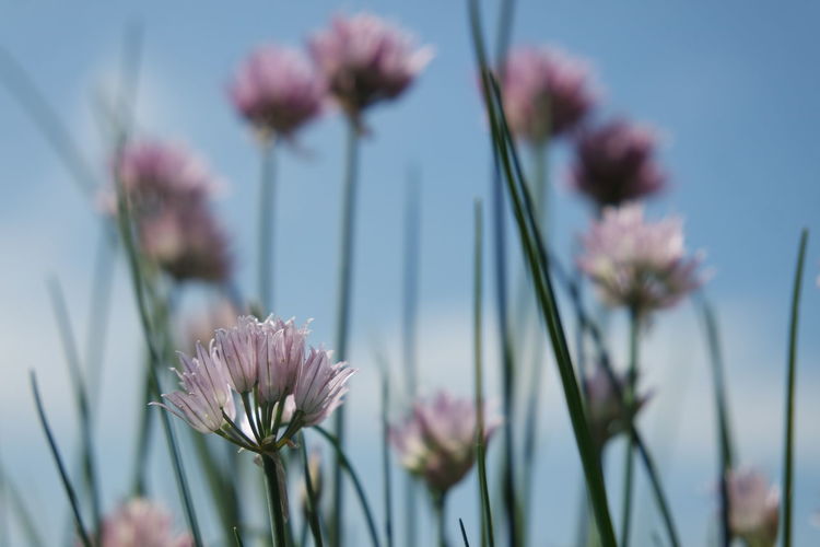 Close-up of pink flowering plants