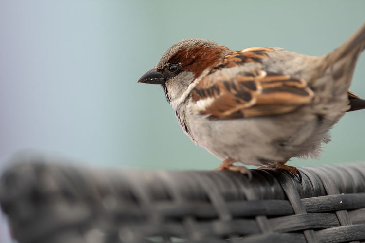 Close-up of sparrow on wicker