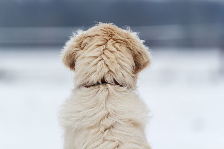 Close-up of dog against during winter