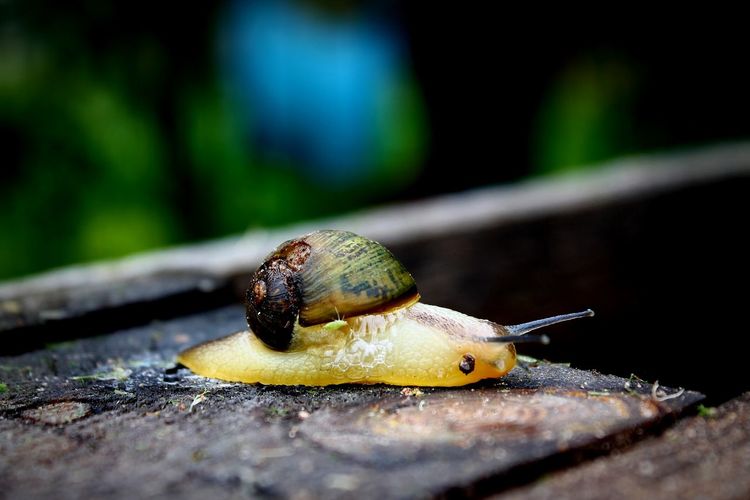 Close-up of snail on wood