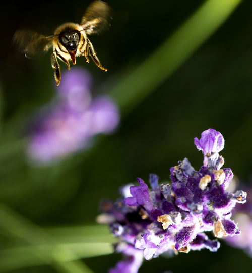 Honey bee flying over lavender flower