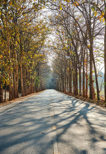 Footpath amidst trees