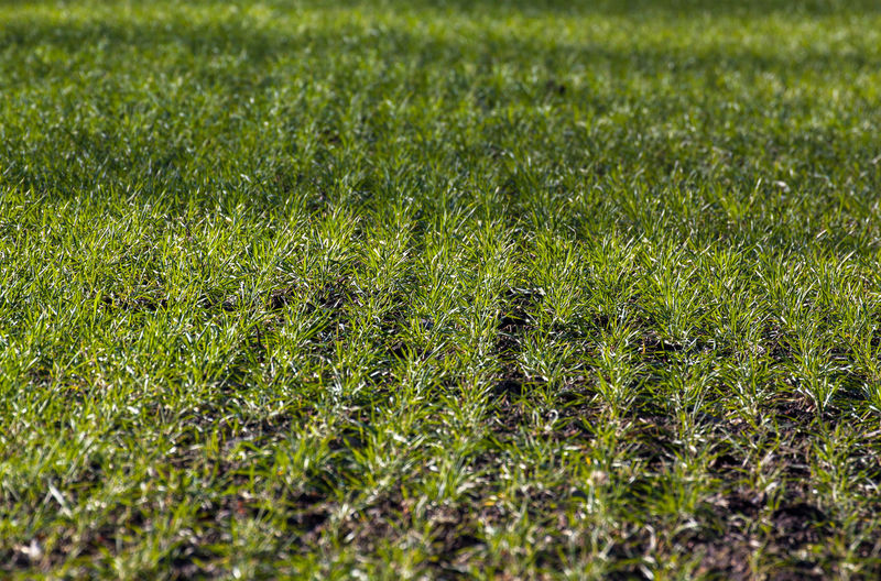 High angle view of grassy field