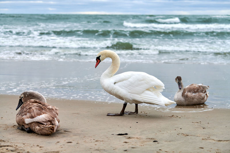 Beautiful white mute swans with brown cygnets resting on sandy beach near baltic sea. waterfowl