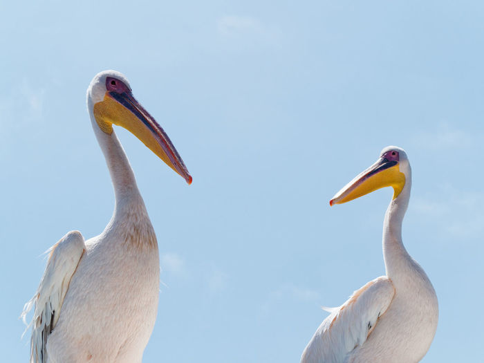 Low angle view of pelican against sky