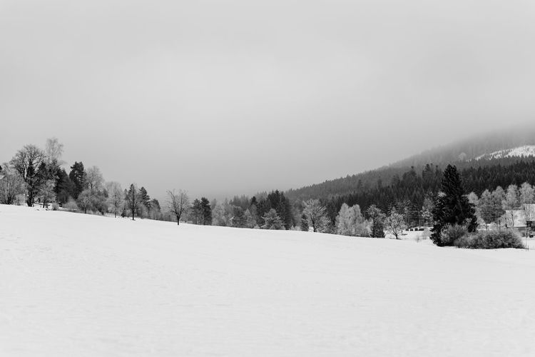 Trees on snow covered landscape against sky