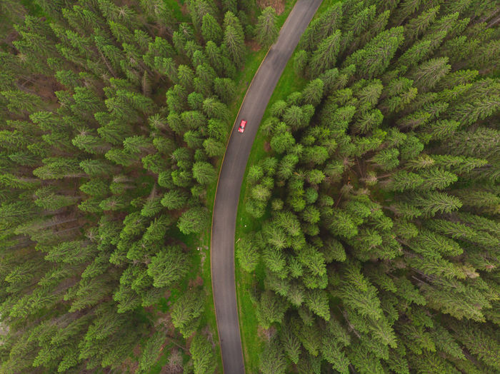 Aerial view of road amidst coniferous trees 