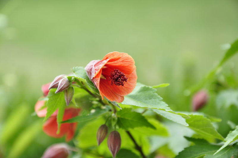 Close-up of red flowers