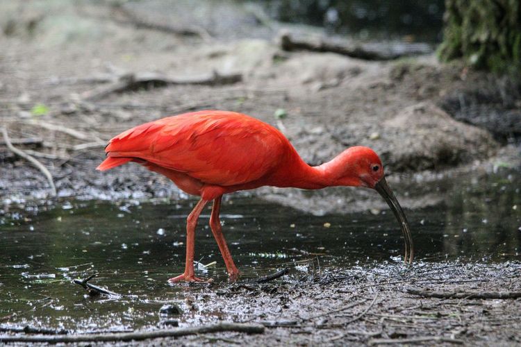 Scarlet ibis at lakeshore