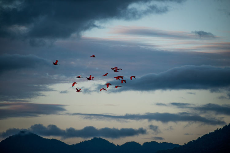 Low angle view of scarlet ibis flying against sky during sunset