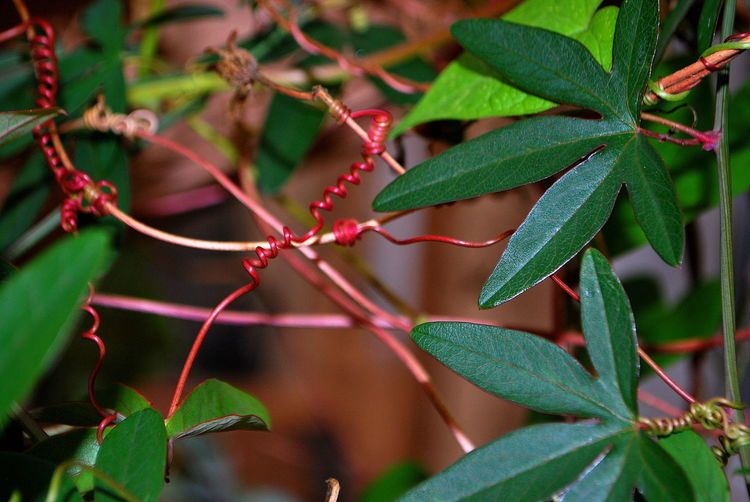 Close-up of fresh red leaves on plant