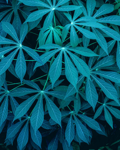 Closeup green leaves nature and dark tone background concept