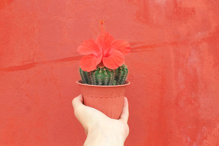 Close-up of hand holding cactus against red wall