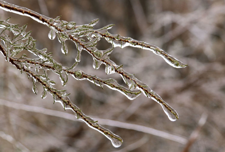 Close-up of frozen plant