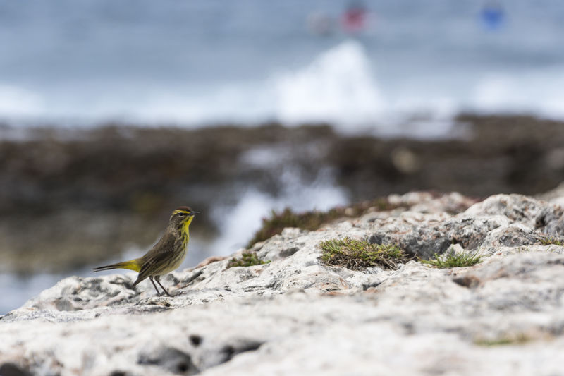 Close-up of bird perching on rock by seashore