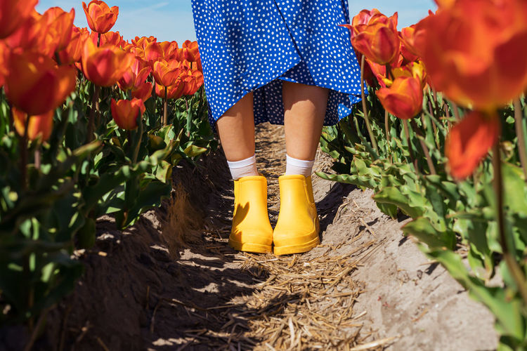 A girl in yellow boots and blue dress at the tulip flower fields.
